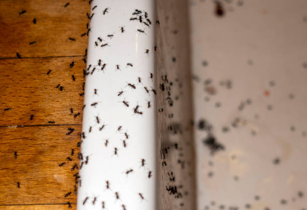 Best Wasp Removal Services  in Canadian, TX