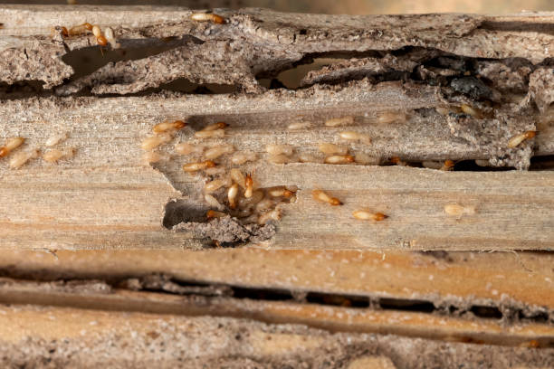 Best Pest Prevention Services  in Canadian, TX